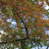 弘法山の散策　秋の小さい実