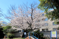亀塚公園の桜