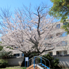 亀塚公園の桜