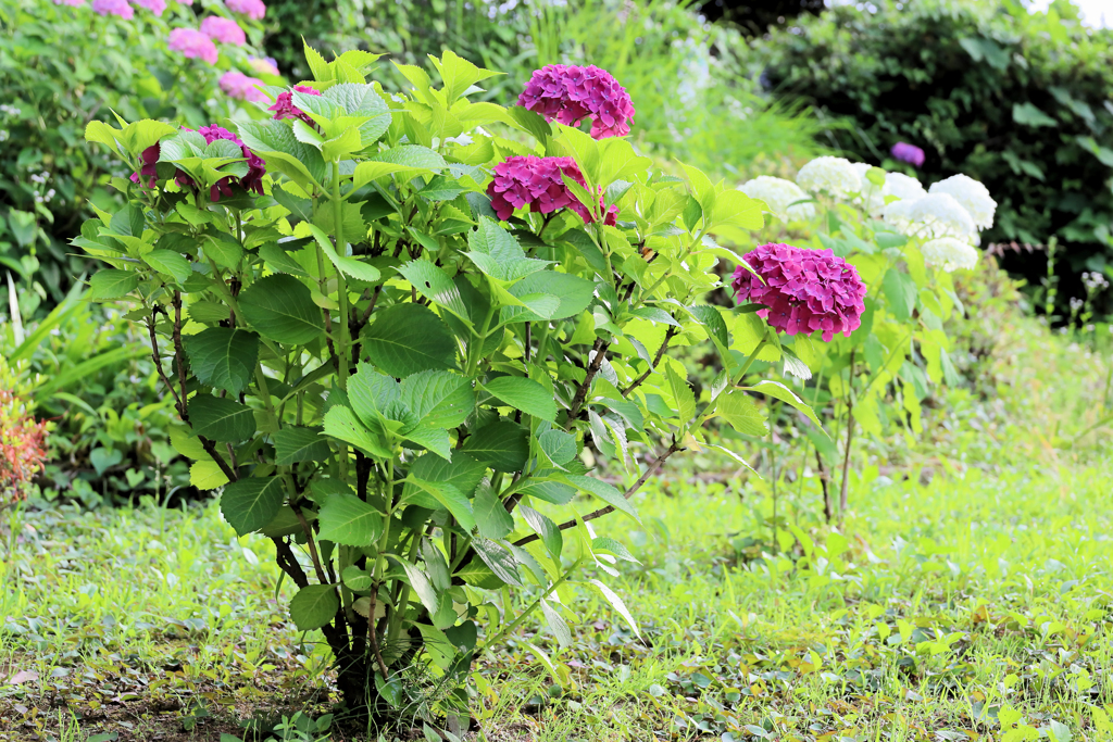 濃い紫の紫陽花