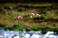 川沿いのコスモス 川沿いのコスモス