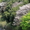 今年最後の桜