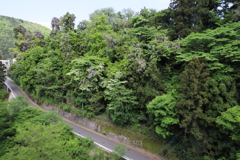 山藤