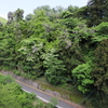 山藤