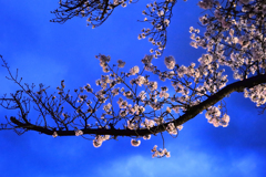 カルチャーパーク前の夜桜