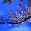カルチャーパーク前の夜桜