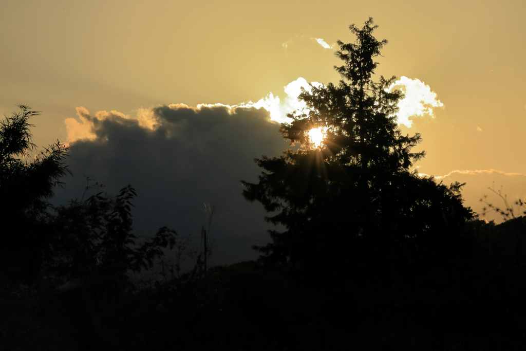 木々越しの夕暮れ