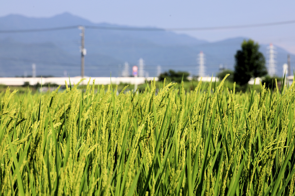 稲穂と新幹線