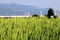 稲穂と新幹線