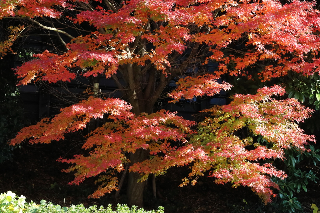 紅葉