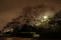 夜桜