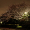 夜桜