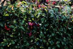 一筋の木漏れ日