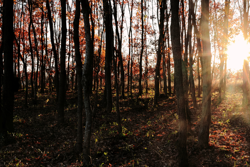 林に差し込む西日