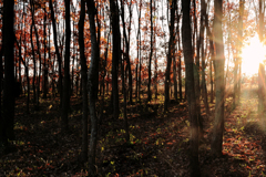 林に差し込む西日