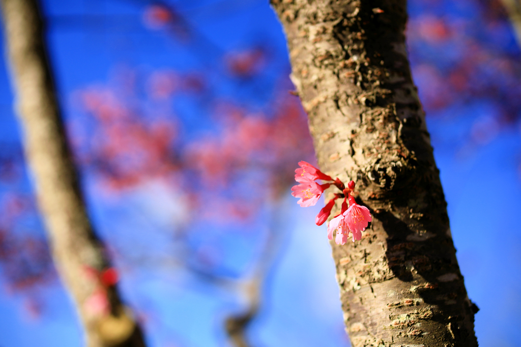 うぐいす橋付近のおかめ桜