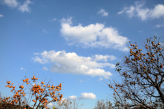 雲と柿