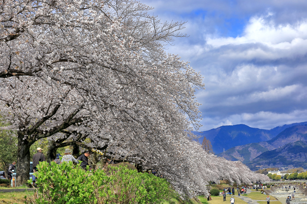 富士見大橋から眺める桜