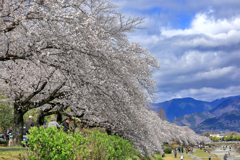富士見大橋から眺める桜