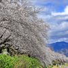 富士見大橋から眺める桜