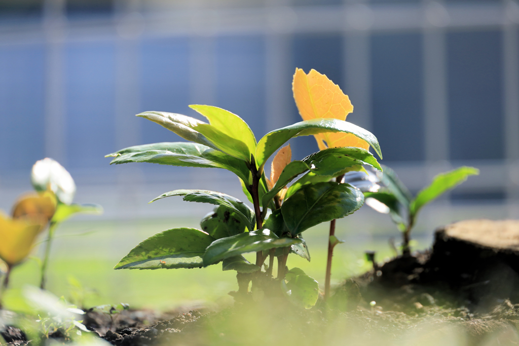 しゃとした若葉
