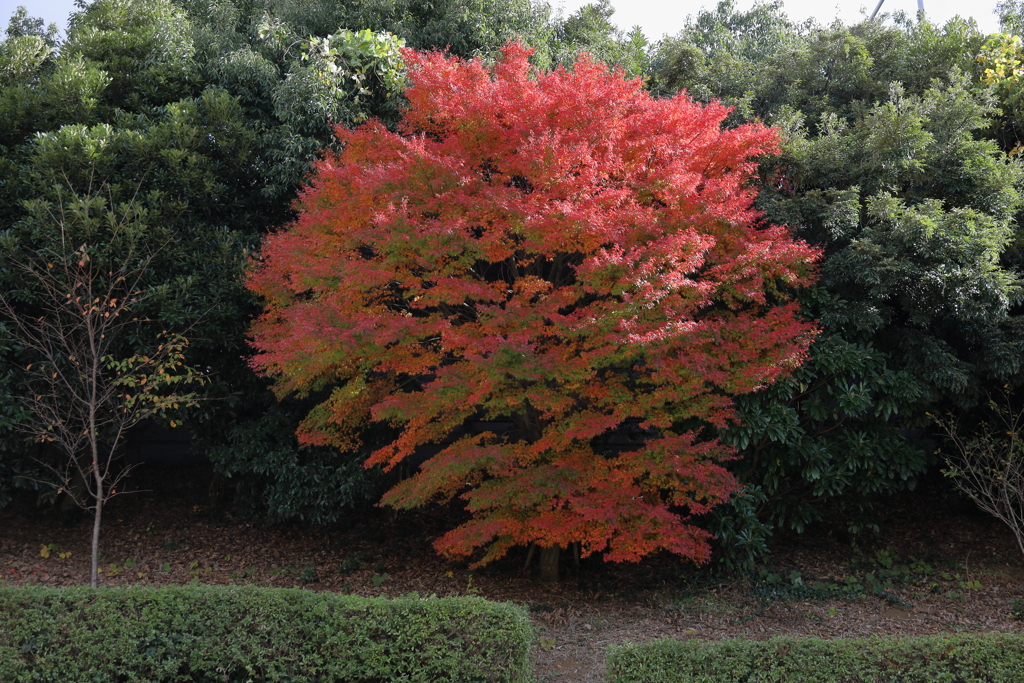 一本紅葉　最南