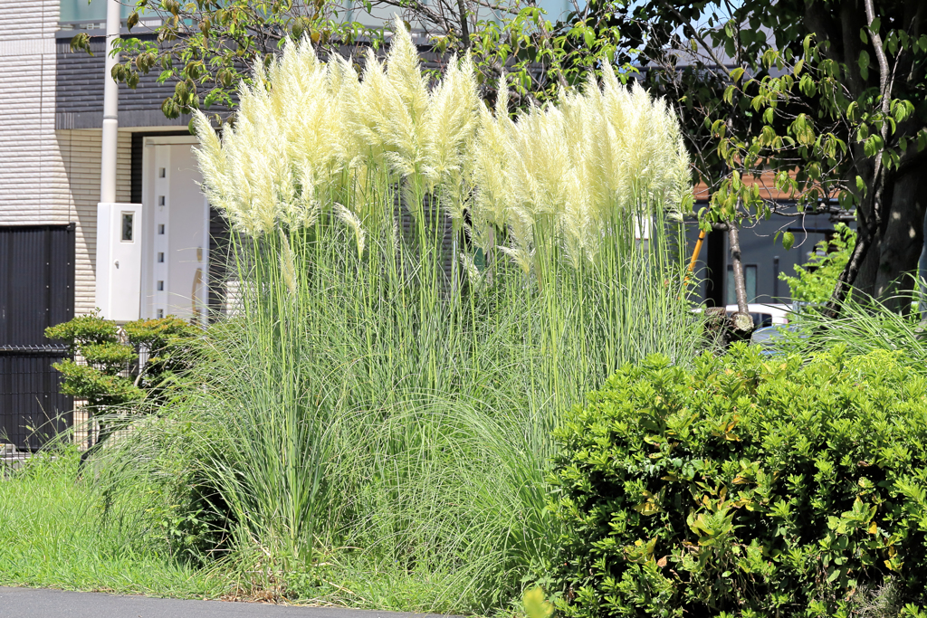 パンパスグラス