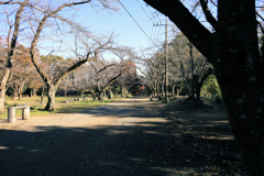 晩秋の弘法山　馬場道