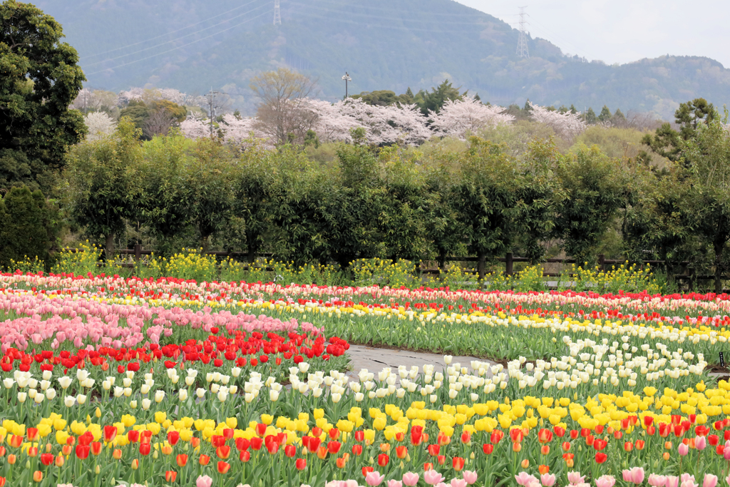 秦野戸川公園