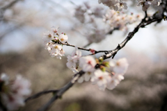 権現山の春