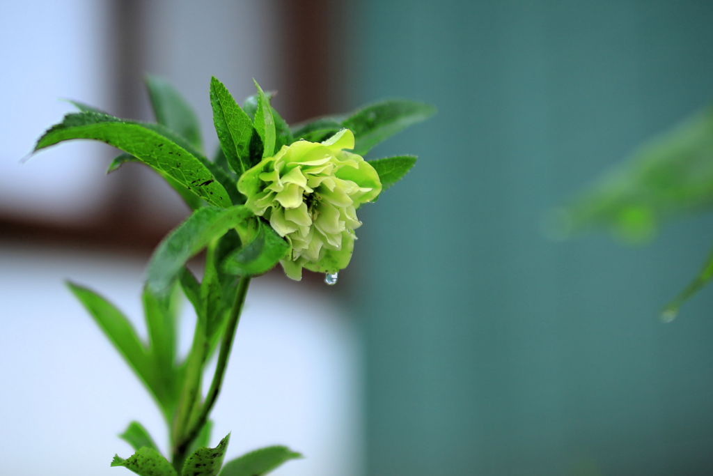 横向きのクリスマスローズ