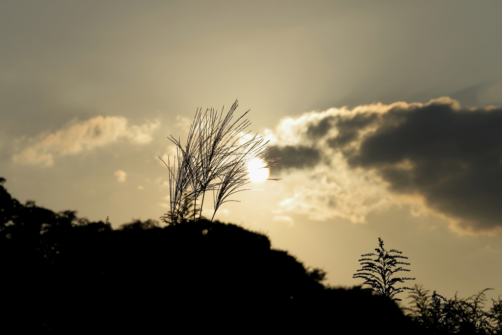 ススキと西日