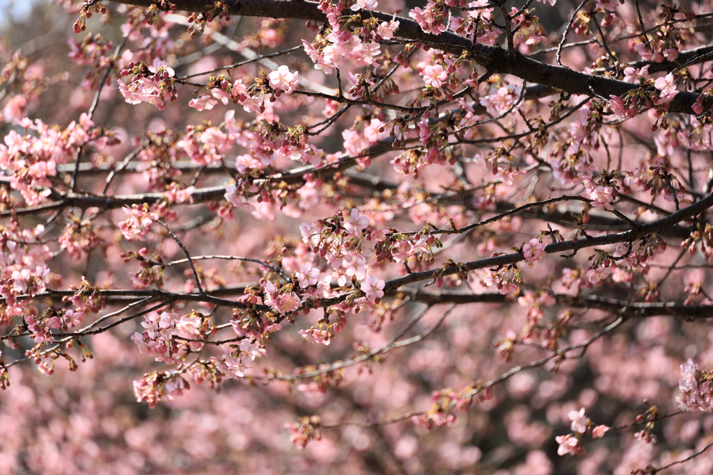折り重なる河津桜