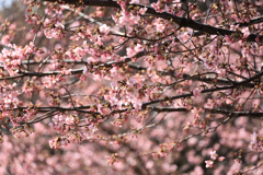 折り重なる河津桜