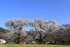 戸川公園の桜