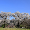 戸川公園の桜