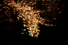 夜桜