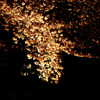 夜桜