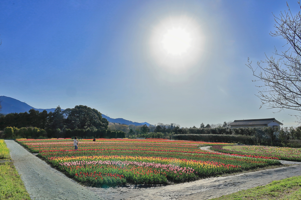 戸川公園のチューリップ畑