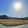 戸川公園のチューリップ畑