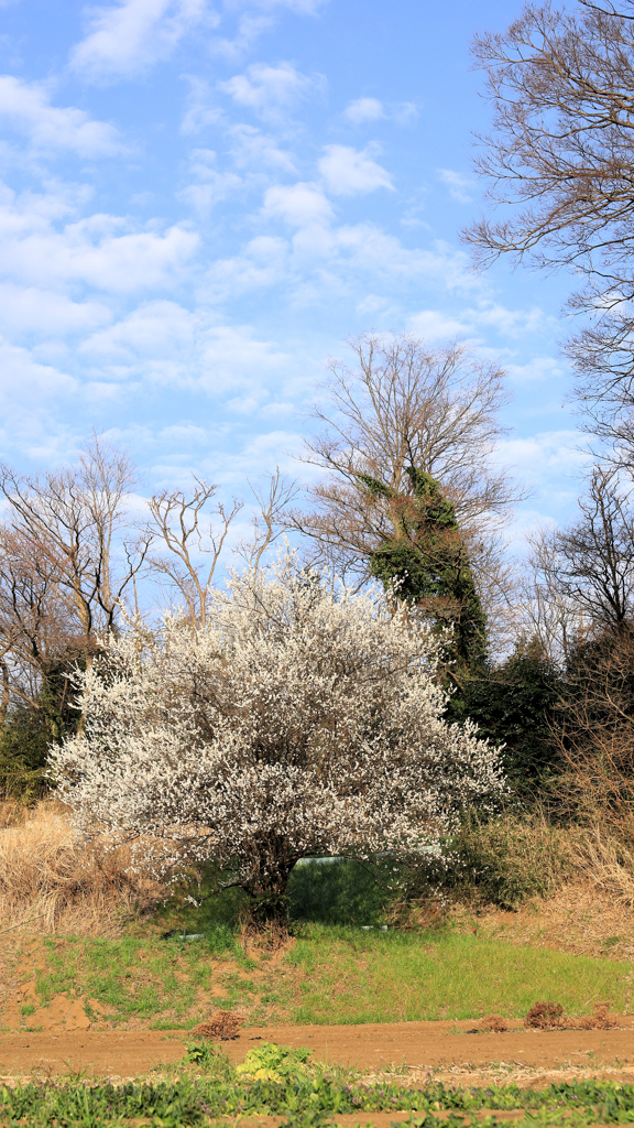 梅の一本木