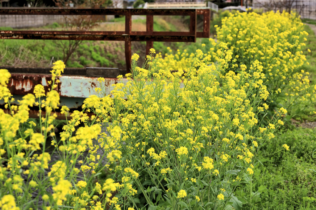 菜の花と錆びた橋