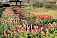 戸川公園のチューリップ畑
