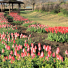 戸川公園のチューリップ畑