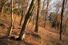 夕陽に引かれて