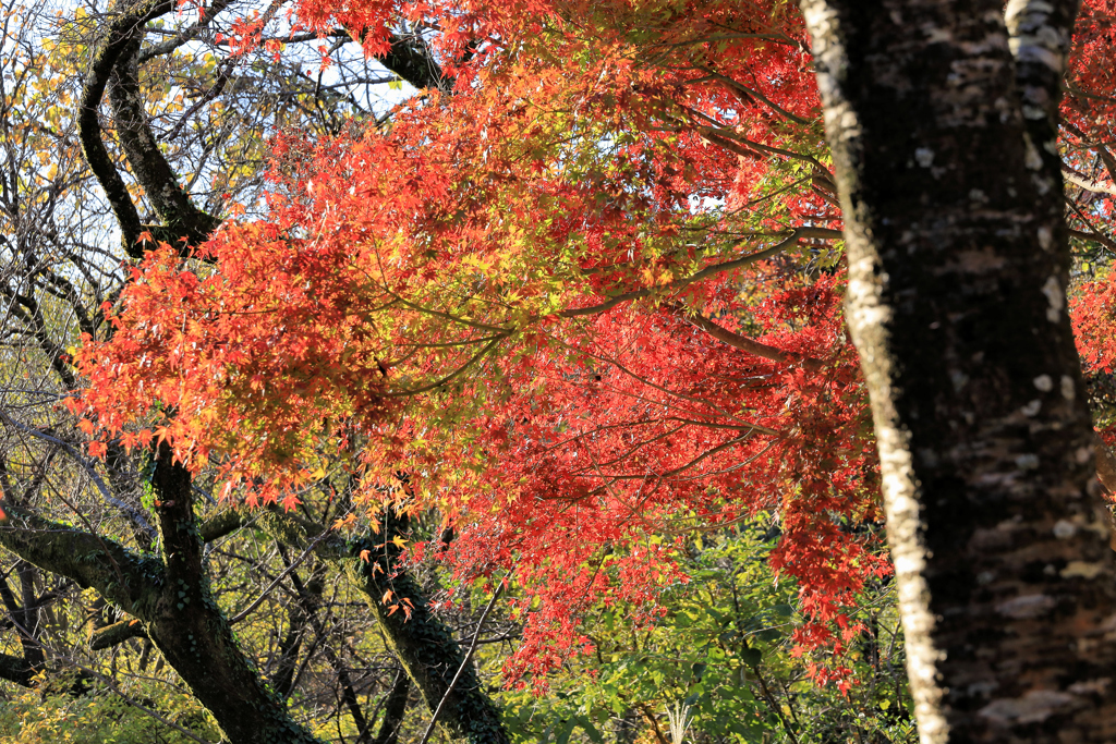 弘法山公園の紅葉