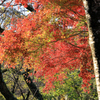 弘法山公園の紅葉