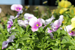 玄関先のパンジー（うす赤紫）