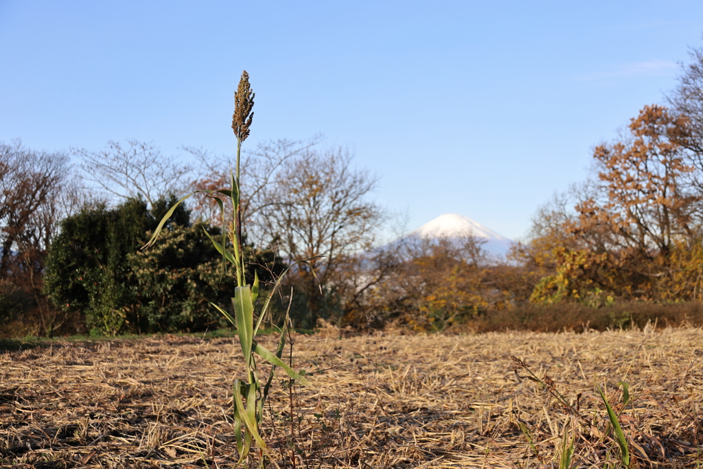 モロコシと富士山
