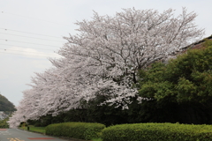 桜と曇り空